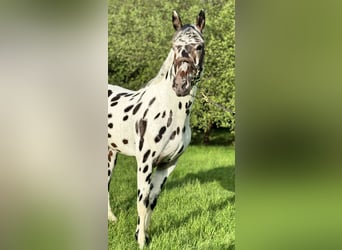 KWPN, Stallion, 4 years, 16.1 hh, Leopard-Piebald