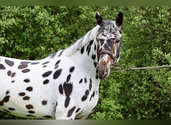 KWPN, Stallion, 4 years, 16.1 hh, Leopard-Piebald