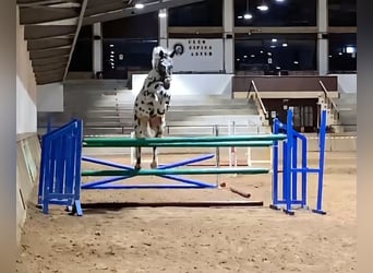 KWPN, Stallion, 4 years, 16.1 hh, Leopard-Piebald