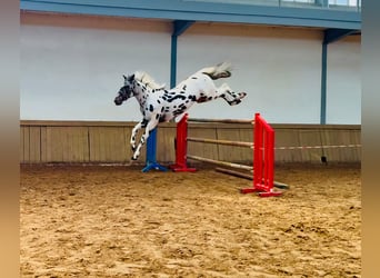 KWPN, Stallion, 4 years, 16.1 hh, Leopard-Piebald