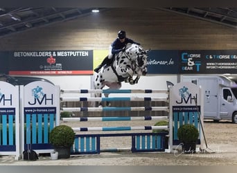 KWPN, Stallion, 4 years, 16.1 hh, Leopard-Piebald