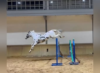 KWPN, Stallion, 4 years, 16.1 hh, Leopard-Piebald