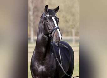 KWPN, Stallion, 13 years, 16.2 hh, Smoky-Black