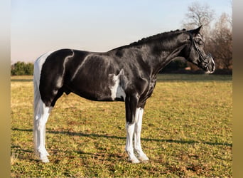 KWPN, Stallion, 5 years, 17.1 hh, Tobiano-all-colors