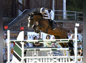 KWPN, Stallone, 14 Anni, 163 cm, Baio