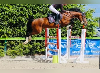 KWPN, Stallone, 14 Anni, 163 cm, Baio