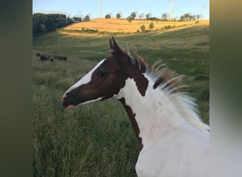 KWPN, Stallone, 15 Anni, 165 cm, Pezzato