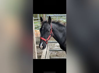 KWPN, Stallone, 1 Anno, 130 cm, Baio nero