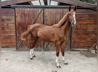 KWPN, Stallone, 1 Anno, 157 cm