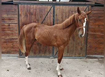 KWPN, Stallone, 1 Anno, 157 cm