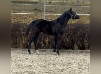 KWPN, Stallone, 1 Anno, 168 cm, Morello