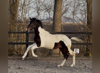 KWPN, Stallone, 1 Anno, 170 cm, Pezzato