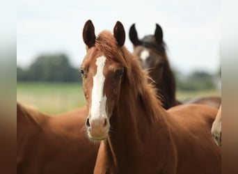 KWPN, Stallone, 1 Anno, 170 cm, Sauro ciliegia