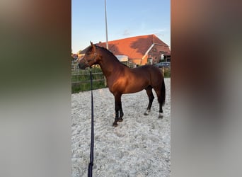 KWPN Mix, Stallone, 2 Anni, 153 cm, Baio