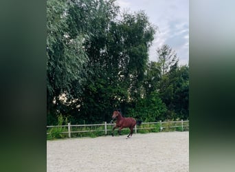 KWPN Mix, Stallone, 2 Anni, 153 cm, Baio