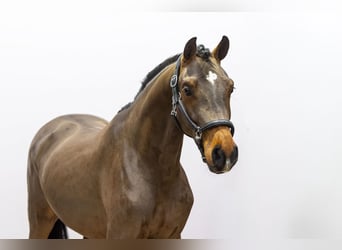 KWPN, Stallone, 2 Anni, 160 cm, Baio