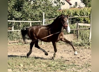 KWPN, Stallone, 2 Anni, 160 cm, Sauro scuro