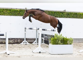 KWPN, Stallone, 2 Anni, 161 cm, Baio