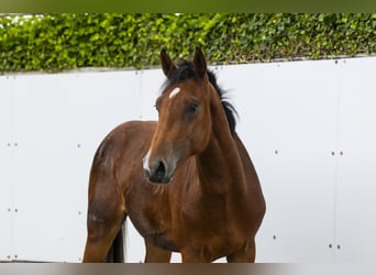 KWPN, Stallone, 2 Anni, 161 cm, Baio