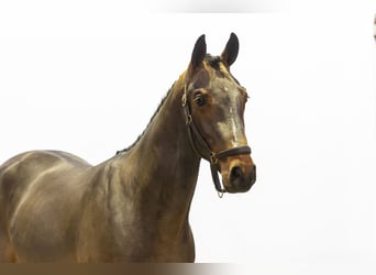 KWPN, Stallone, 2 Anni, 161 cm, Falbo baio