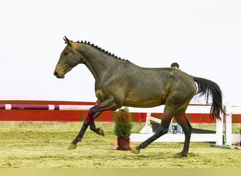 KWPN, Stallone, 2 Anni, 161 cm, Falbo baio