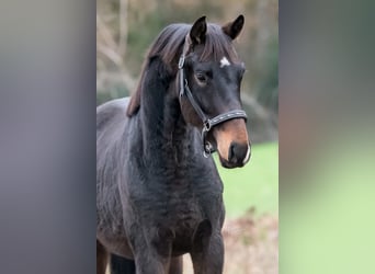 KWPN, Stallone, 2 Anni, 163 cm, Baio scuro