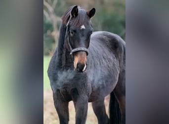 KWPN, Stallone, 2 Anni, 163 cm, Baio scuro