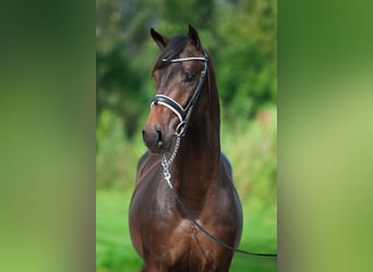 KWPN, Stallone, 2 Anni, 164 cm, Baio scuro