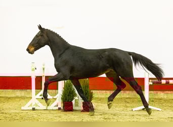 KWPN, Stallone, 2 Anni, 166 cm, Baio scuro