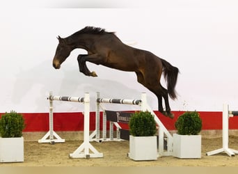 KWPN, Stallone, 2 Anni, 167 cm, Baio