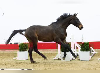 KWPN, Stallone, 2 Anni, 167 cm, Baio