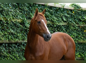 KWPN, Stallone, 2 Anni, 167 cm, Sauro