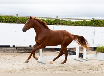 KWPN, Stallone, 2 Anni, 167 cm, Sauro