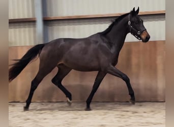 KWPN, Stallone, 2 Anni, 168 cm, Baio