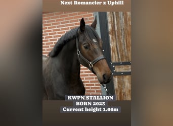 KWPN, Stallone, 2 Anni, 168 cm, Baio scuro