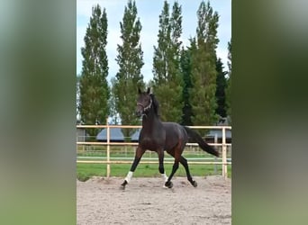 KWPN, Stallone, 2 Anni, 170 cm, Baio nero