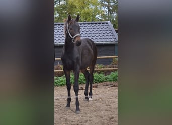 KWPN, Stallone, 2 Anni, 170 cm, Baio nero