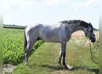 KWPN, Stallone, 2 Anni, 170 cm, Grigio