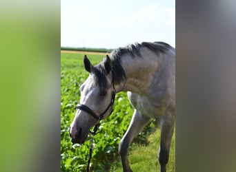 KWPN, Stallone, 2 Anni, 170 cm, Grigio