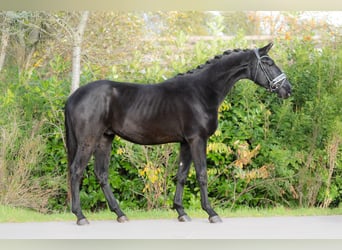 KWPN, Stallone, 2 Anni, 170 cm, Morello