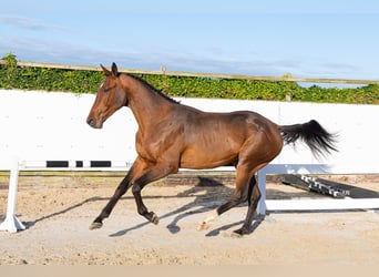 KWPN, Stallone, 2 Anni, 174 cm, Baio
