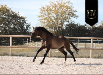 KWPN, Stallone, 2 Anni, Grullo