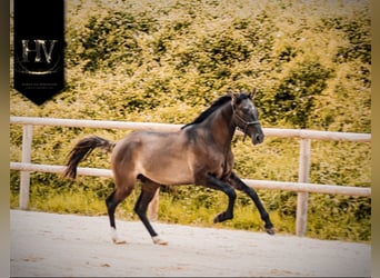 KWPN, Stallone, 2 Anni, Grullo