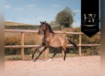 KWPN, Stallone, 2 Anni, Grullo