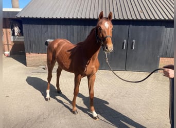 KWPN, Stallone, 2 Anni, Sauro