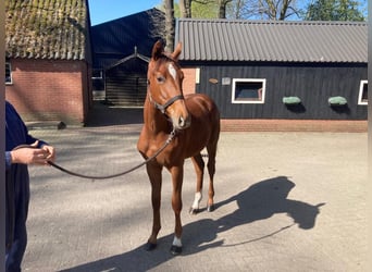 KWPN, Stallone, 2 Anni, Sauro