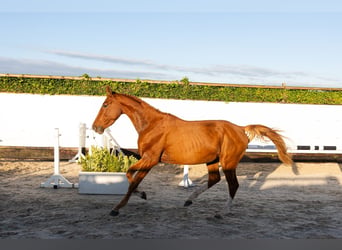 KWPN, Stallone, 3 Anni, 157 cm, Sauro
