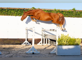 KWPN, Stallone, 3 Anni, 157 cm, Sauro