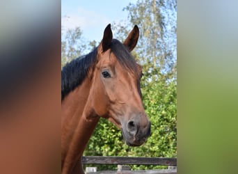 KWPN, Stallone, 3 Anni, 160 cm, Baio