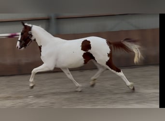 KWPN, Stallone, 3 Anni, 160 cm, Pezzato